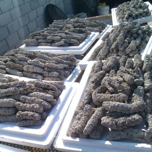 Dried sea cucumber
